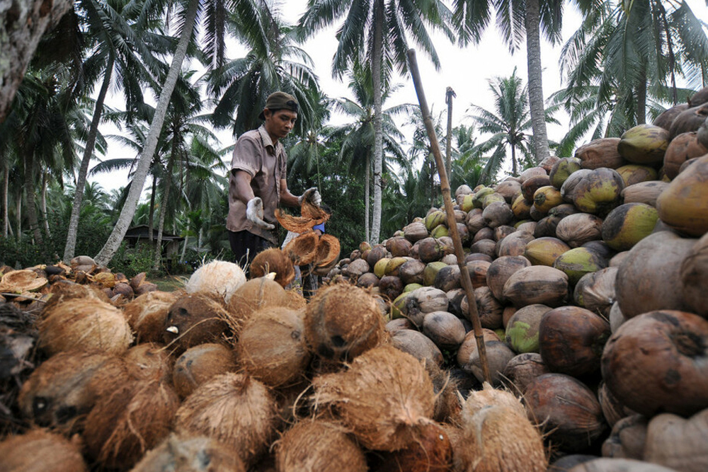 kebun kelapa Bali