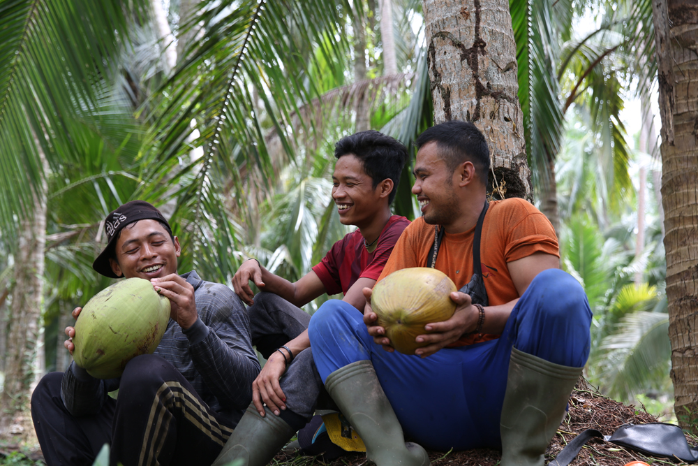 panen kelapa Bali